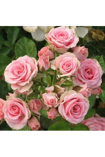 Троянда чайно-гібридна спрей Лідія купити